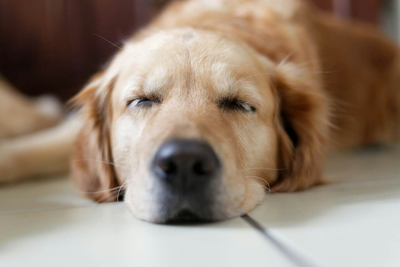 What Do Dogs Dream About? Science Begins to Answer