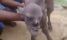 Das Tier hat menschliche Merkmale. Foto: Facebook-Wiedergabe