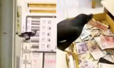 Vídeo mostra pássaros especializados em furtar dinheiro