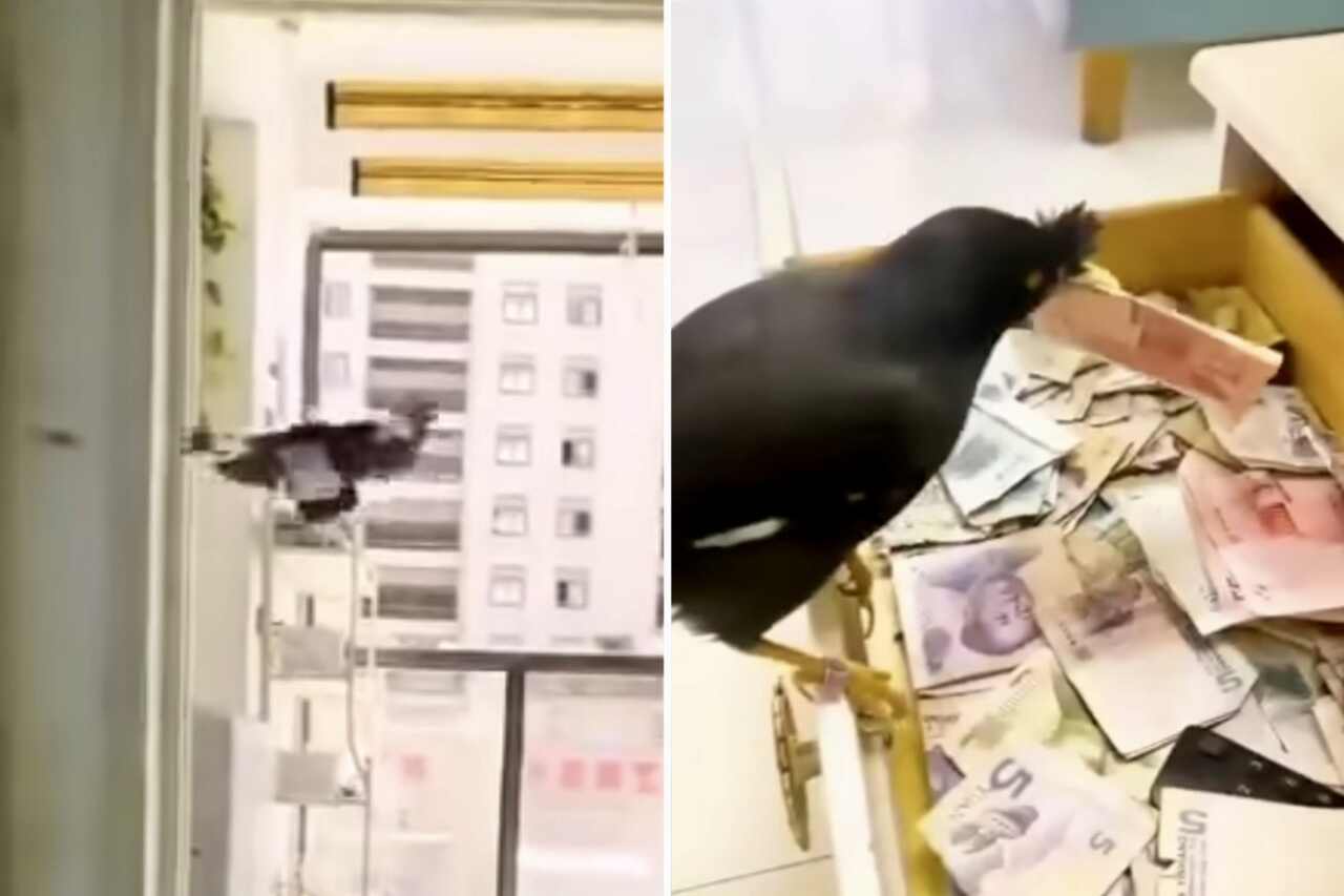 Hilarious video: birds specialized in stealing money