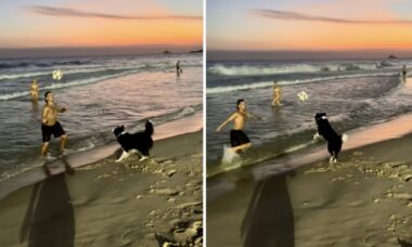 Hunden har mye ferdighet i strandfotball. Foto: Reproduksjon Instagram