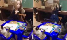 Vídeo fofo: menina dá aula, e gatos tiram nota 10 em comportamento
