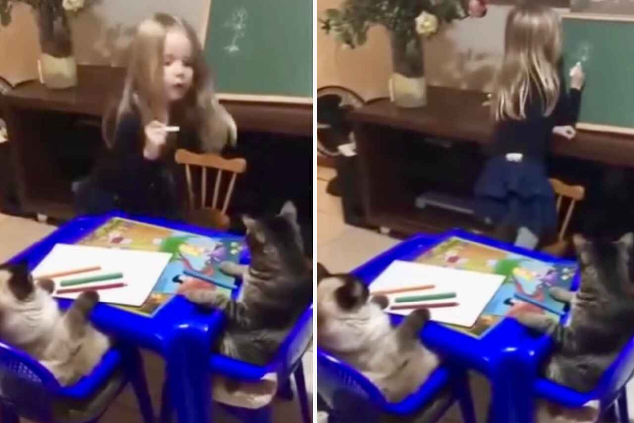 Vídeo fofo: menina dá aula, e gatos tiram nota 10 em comportamento