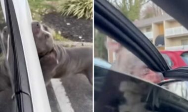 Rasande pitbull förstör Tesla-bil. Foto: Reproduktion Instagram
