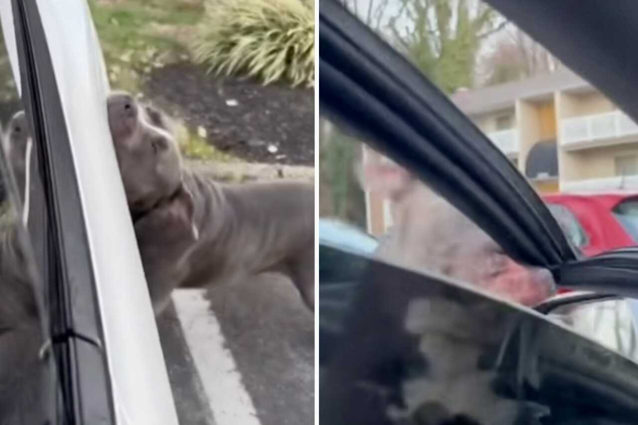 Vídeo: pitbull enfurecido destrói carro da Tesla