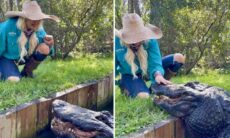 Vídeo impressionante mostra mulher acariciando e dando petisco a crocodilo gigante
