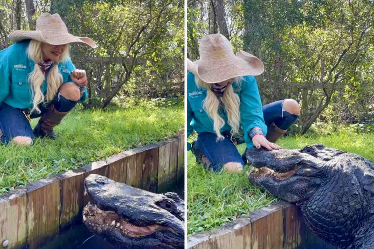 Vídeo impressionante mostra mulher acariciando e dando petisco a crocodilo gigante