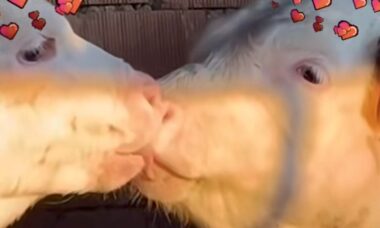 Tjur och ko delar en lustfylld kyss. Foto: Instagram Reproduktion