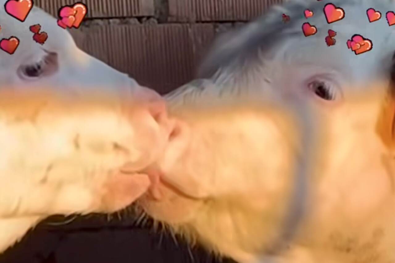 Okse og ku deler et lystig kyss. Foto: Instagram Reproduksjon