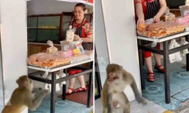 Vídeo: macacos cleptomaníacos aterrorizam região no sudoeste da China
