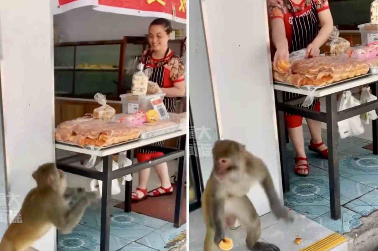 Vídeo: macacos cleptomaníacos aterrorizam região no sudoeste da China