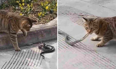 Vídeo impressionante: gato e cobra protagonizam duelo mortal