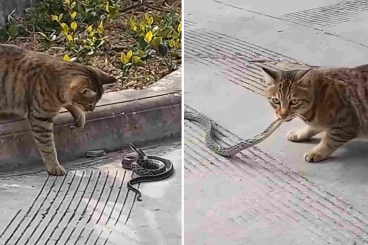 Impressive video: cat and snake star in deadly duel