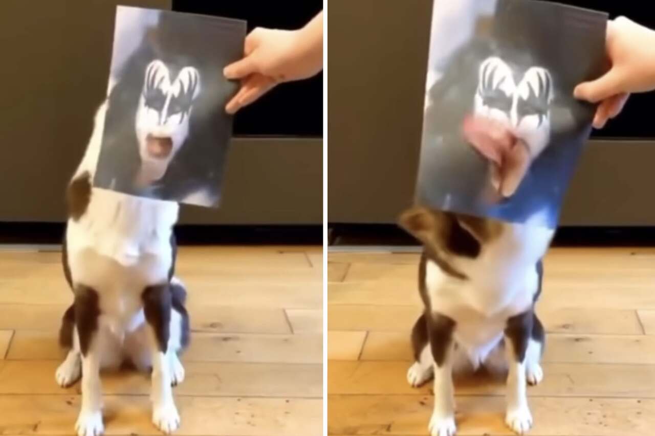 Hilarisch video: hond met tong uit steekt eer aan bassist van Kiss