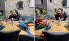 Vídeo fofo: homem 'encanta' araras, periquitos e papagaios com discurso e canção