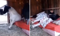 Vídeo hilário: cavalo mimado só dorme se for colocado na cama pela dona