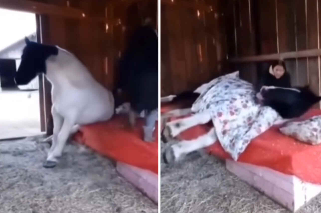 Funny video: spoiled horse only sleeps when put in bed by owner
