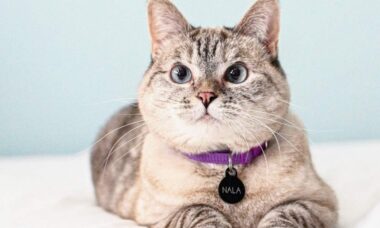 Conheça Nala, a gata mais rica do mundo, com valor estimado de US$ 100 milhões