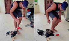 Em vídeo, homem ensina galo a dançar como Michael Jackson