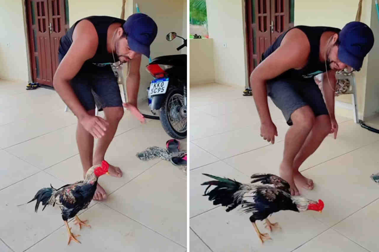 In video, man teaches rooster to dance like Michael Jackson