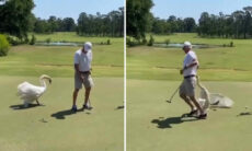 Vídeos mostram como gansos são bons de briga, mas apanham também