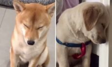 Schlafende Hunde. Foto: Instagram Wiedergabe @Benutzer