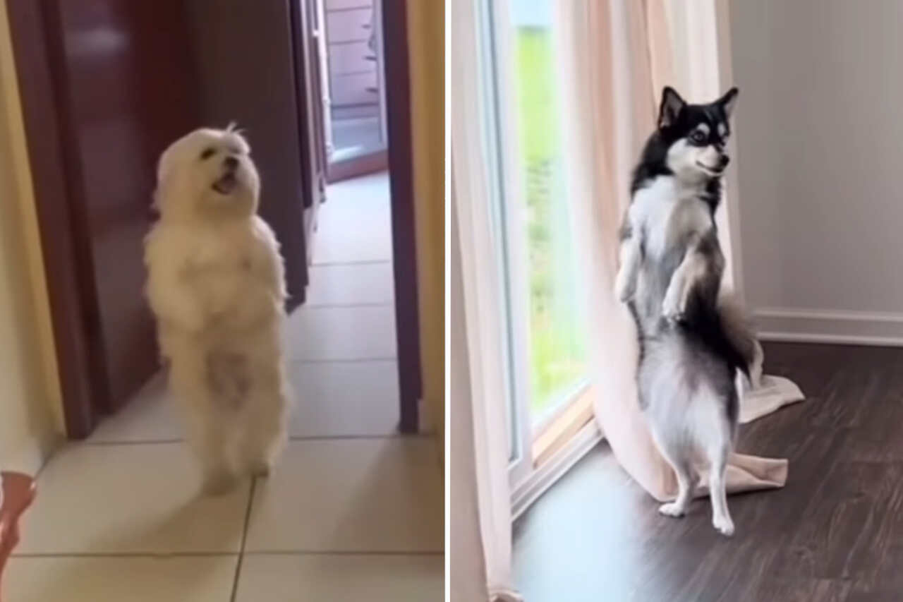 Dogs dance like nobody's business. Photo: Instagram Reproduction