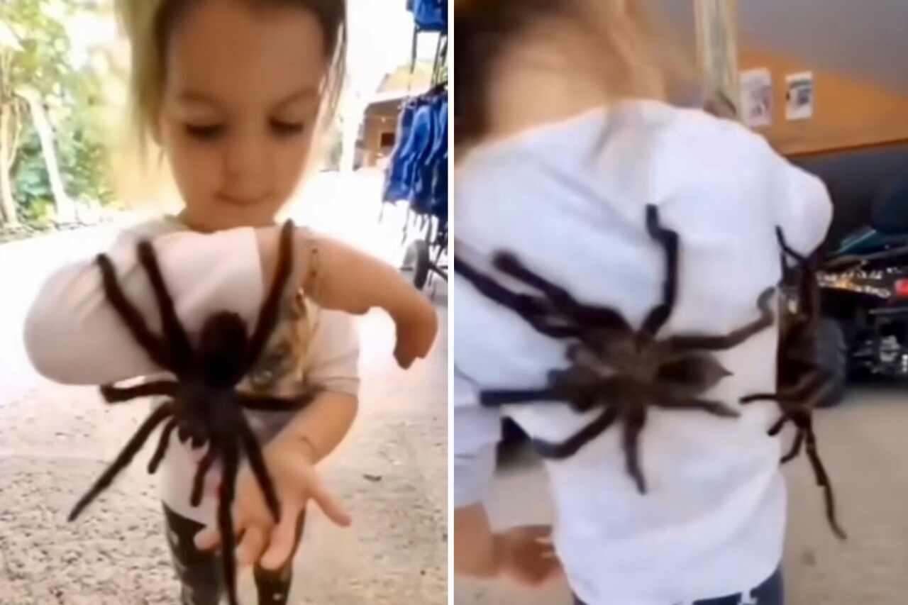 Girl plays with her pet tarantulas. Photo: Reproduction Instagram