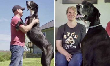 Guinness: maior cão do mundo morre de medo do aspirador de pó da família