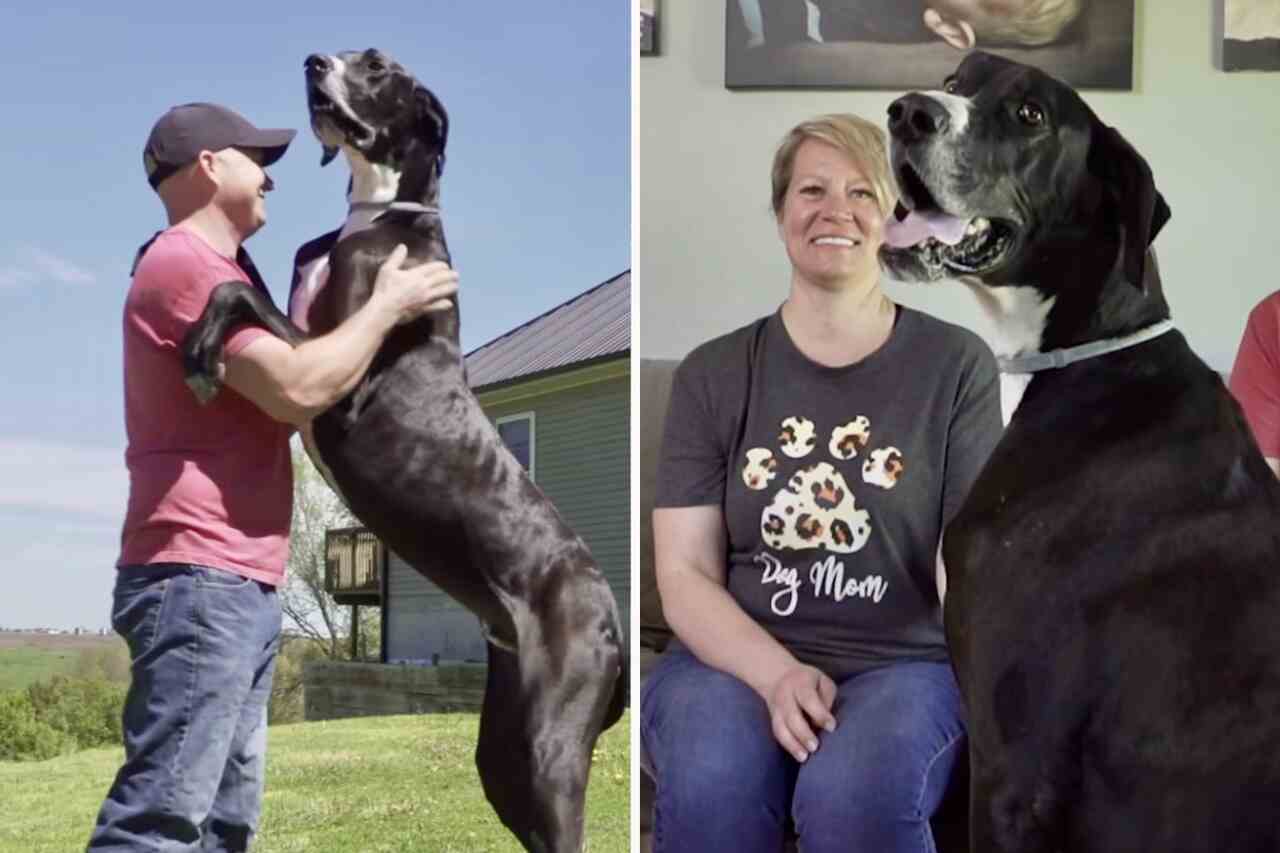 Guinness: world's tallest dog is terrified of the family vacuum cleaner