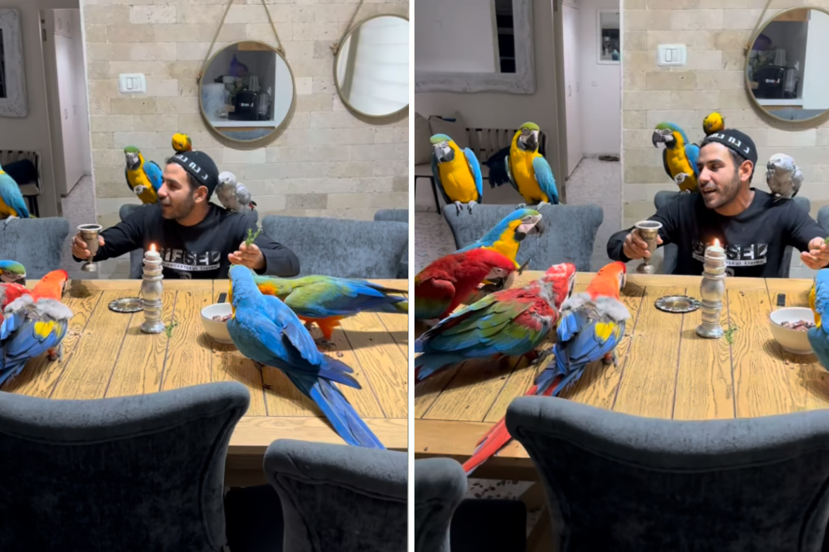 Cute Video: Man 'enchants' macaws, parakeets, and parrots with speech and song
