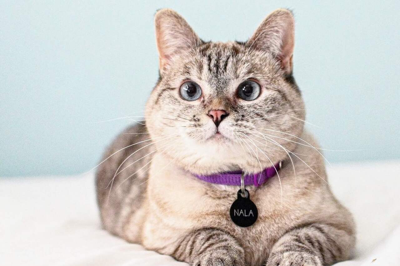 Meet Nala, the richest cat in the world, with an estimated value of $100 million