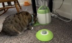 Donos criam método divertido e eficaz para combater obesidade de gata