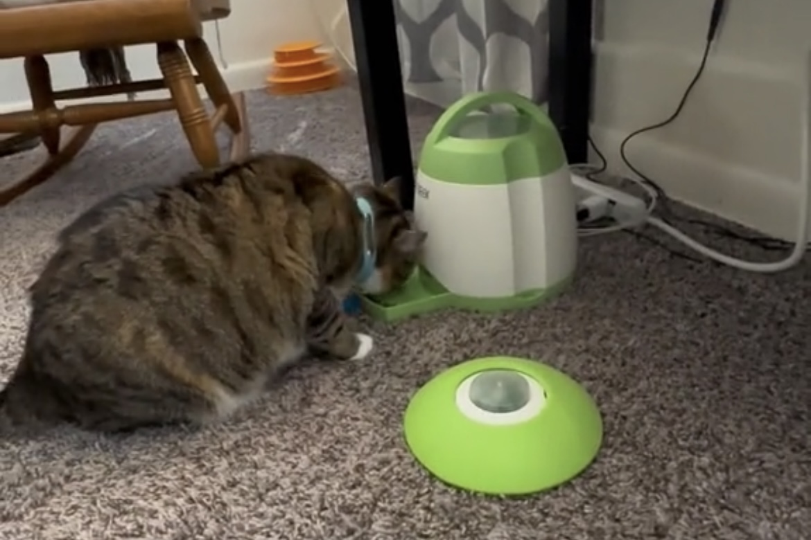 Owners create fun and effective method to combat cat obesity
