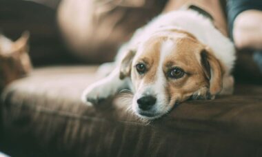 Veja como a violência doméstica reflete na vida dos pets