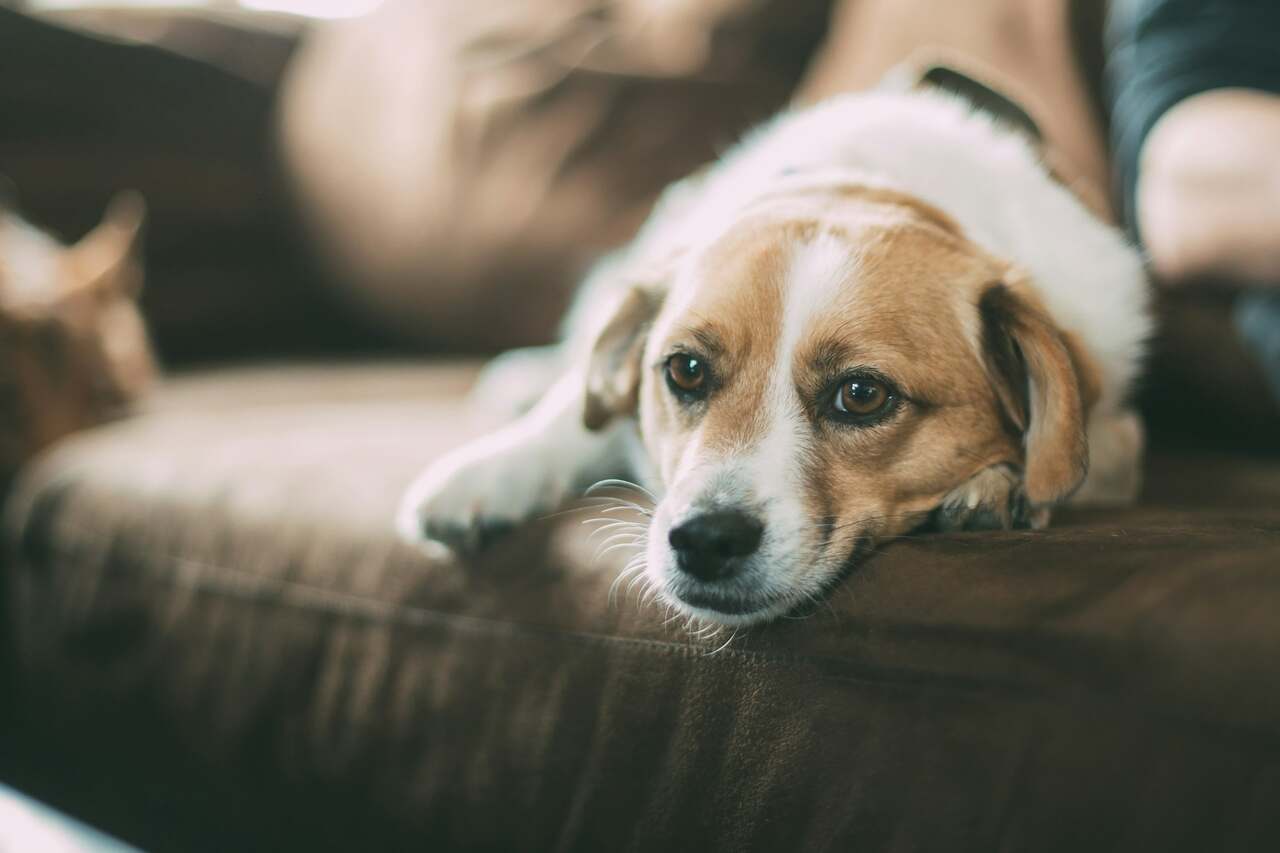 Zie hoe huiselijk geweld invloed heeft op het leven van huisdieren