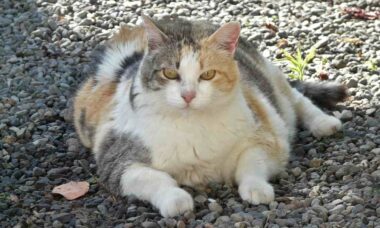 Estudo mostra que gatos obesos ajudam humanos a emagrecer; entenda