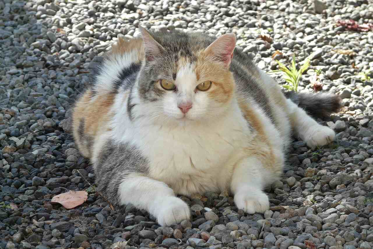 Onderzoek toont aan dat obese katten mensen helpen af te vallen; begrijp waarom