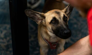 Cães farejam o estresse dos donos e são afetados por isso, indica estudo