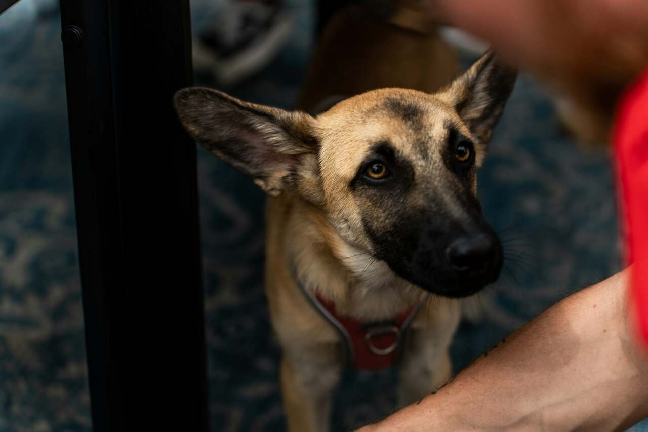 Honden ruiken de stress van hun baasjes en worden hierdoor beïnvloed, geeft studie aan