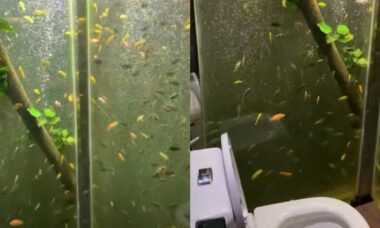 Homem transforma seu banheiro em um aquário gigante na China