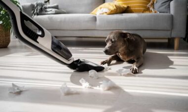 7 dicas de especialistas para livrar sua casa do 'cheiro de cachorro'