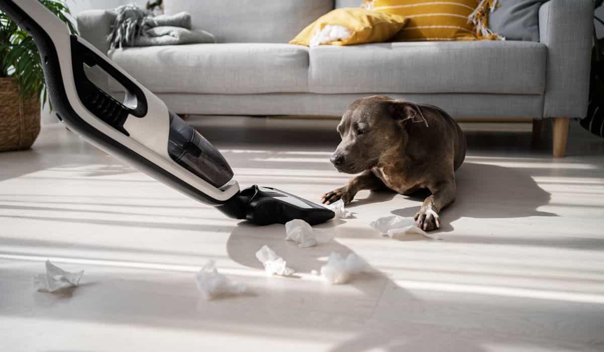 7 Expert Tips to Rid Your Home of 'Dog Smell'