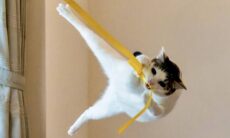 Roliga bilder på husdjur. Foto: Kazutoshi Ono