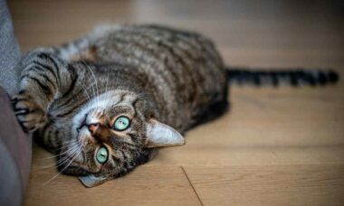 Cientistas indicam estratégias que mantêm as garras do seu gato longe dos móveis