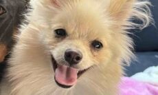 Homem mata cão da mulher alegando que ela gostava mais do bichinho do que dele