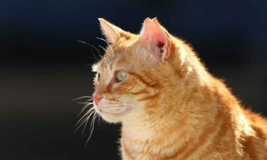 Veterinários explicam por que o gato laranja é mais extrovertido e aventureiro