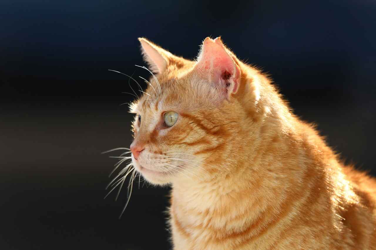 Veterinärer förklarar varför den orange katten är mer utåtriktad och äventyrlig