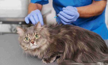 Saiba quando levar seu pet ao veterinário para uma consulta de rotina