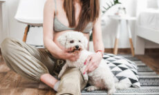 Tips för att förbereda ditt husdjur för bebisens ankomst. Foto: Freepik Reproduction